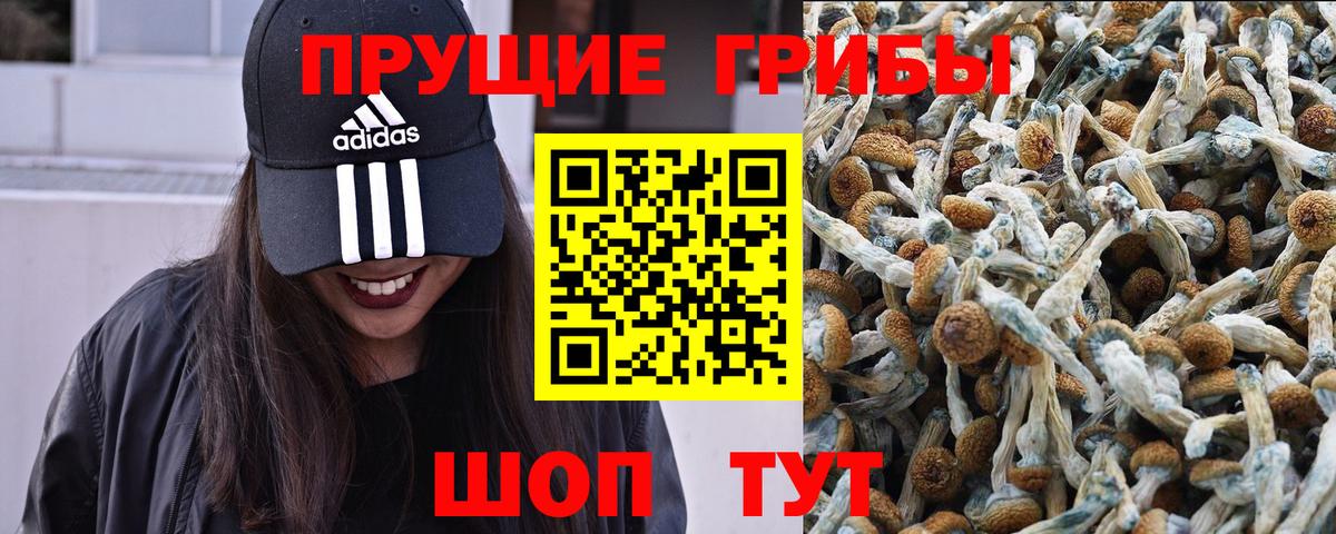 Клин  закладка  Вход с VPN  Псилоцибиновые грибы мухоморы  Псилоцибиновые грибы Magic Shrooms 